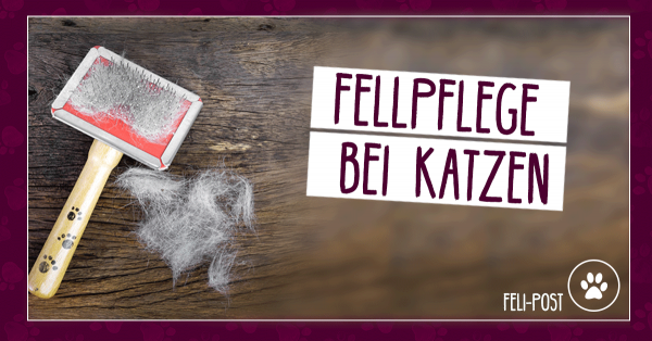 felifine-frischfutter-katzen-barf-magazin-fellpflege_2